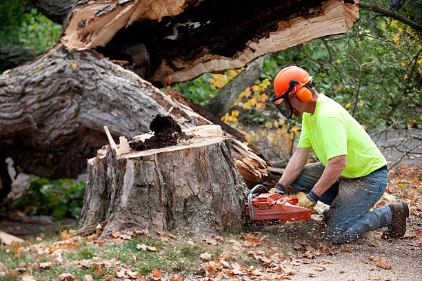 How Our Tree Care Process Works  in Bel Ridge, MO